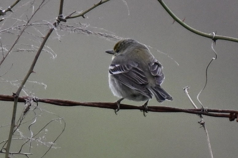 Pine Warbler - ML631922569