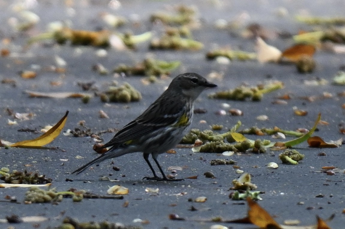 Yellow-rumped Warbler (Myrtle) - ML631922583
