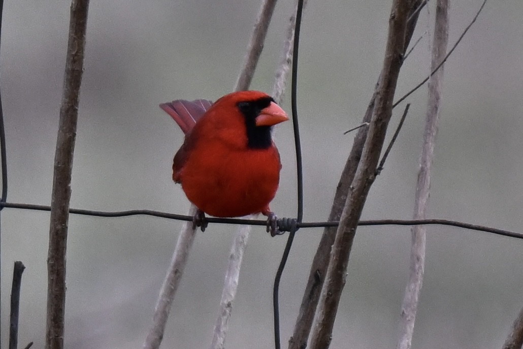 Northern Cardinal - ML631922587
