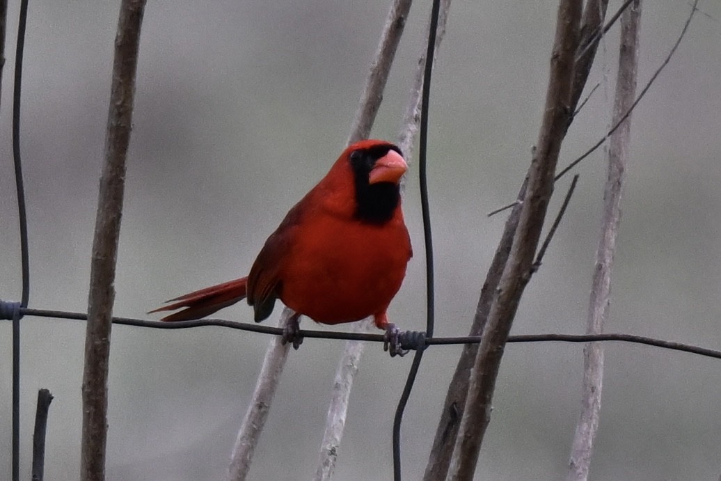 Northern Cardinal - ML631922588