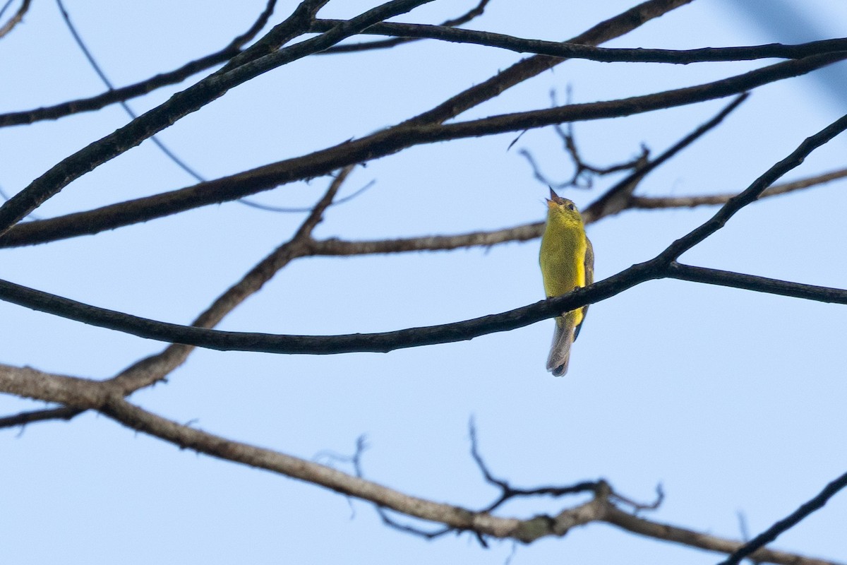 Citrine Canary-Flycatcher - ML631922743