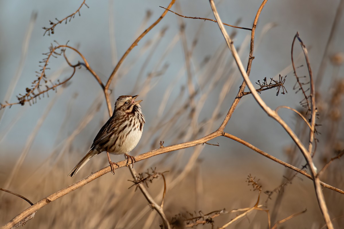 Song Sparrow - ML631922995