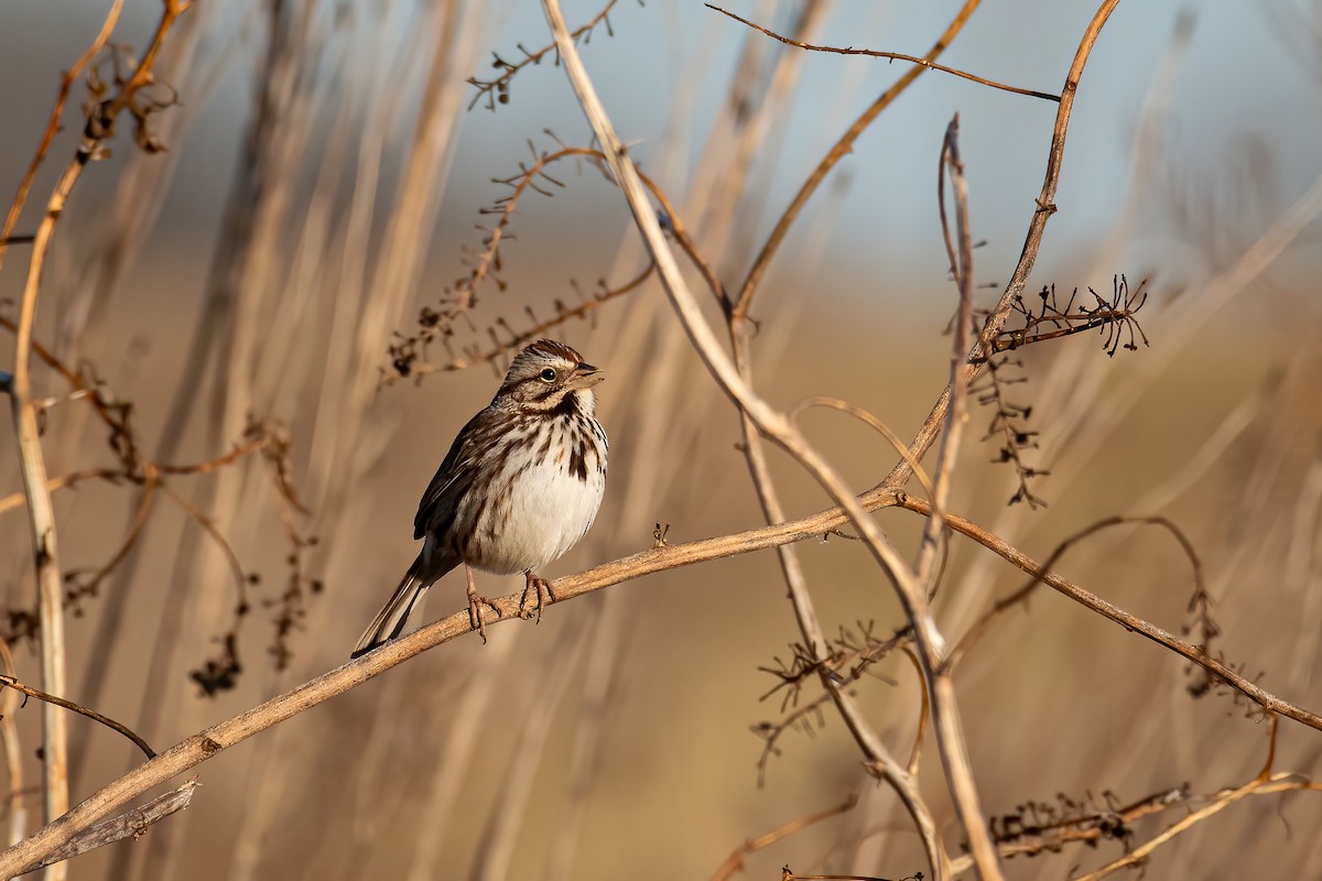 Song Sparrow - ML631922996