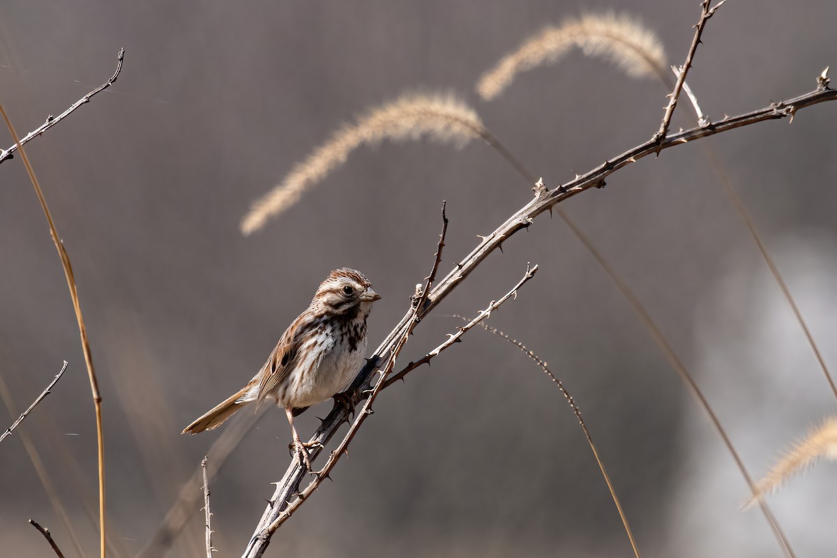 Song Sparrow - ML631922997
