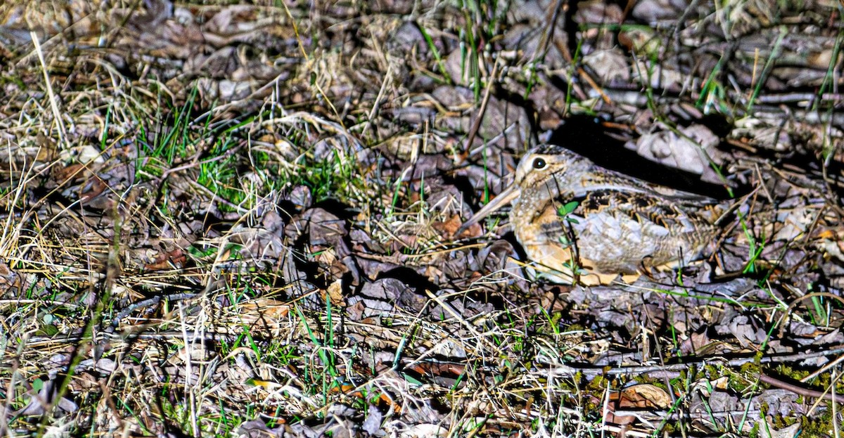 American Woodcock - ML631923164