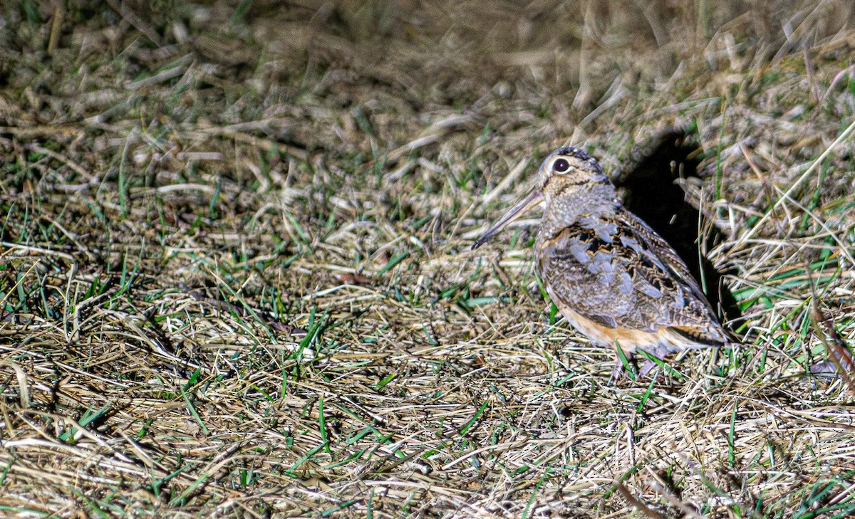 American Woodcock - ML631923165