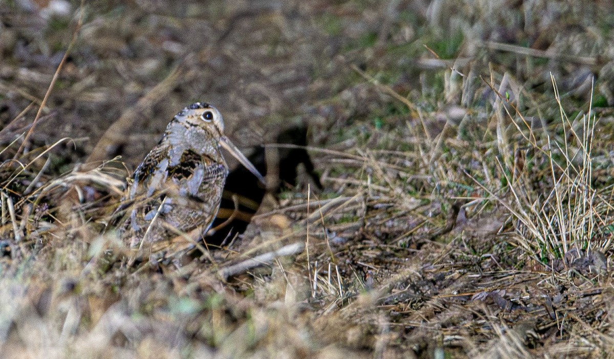 American Woodcock - ML631923166