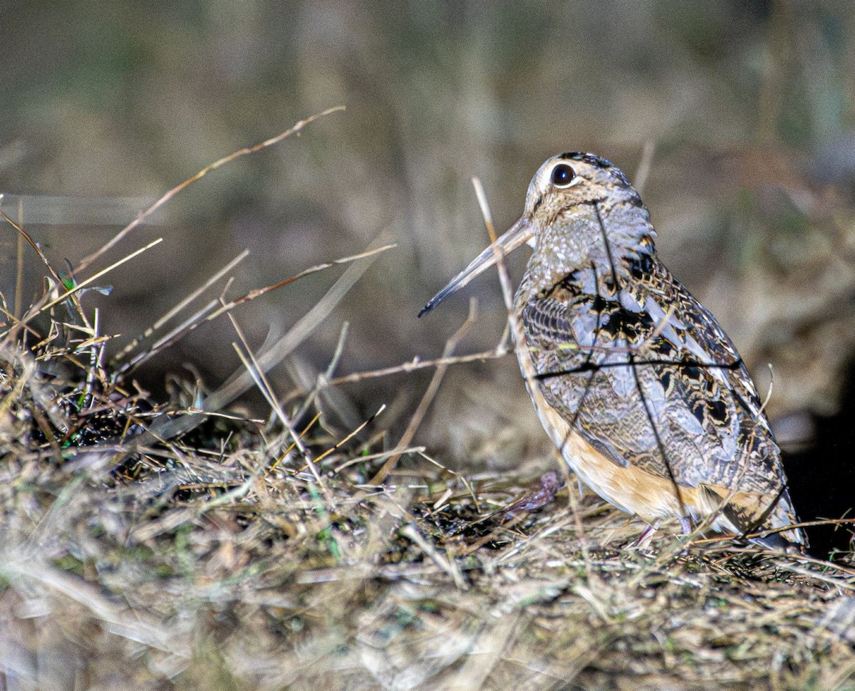 American Woodcock - ML631923167