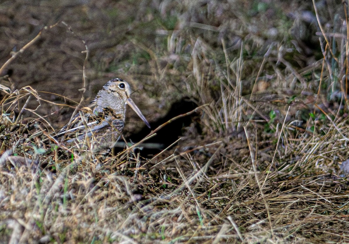 American Woodcock - ML631923169