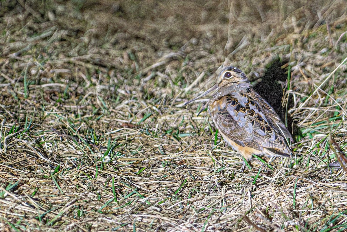 American Woodcock - ML631923170