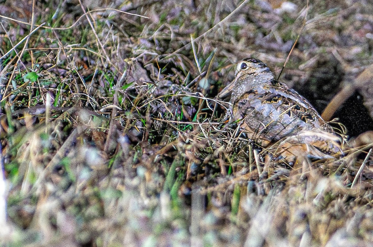 American Woodcock - ML631923171