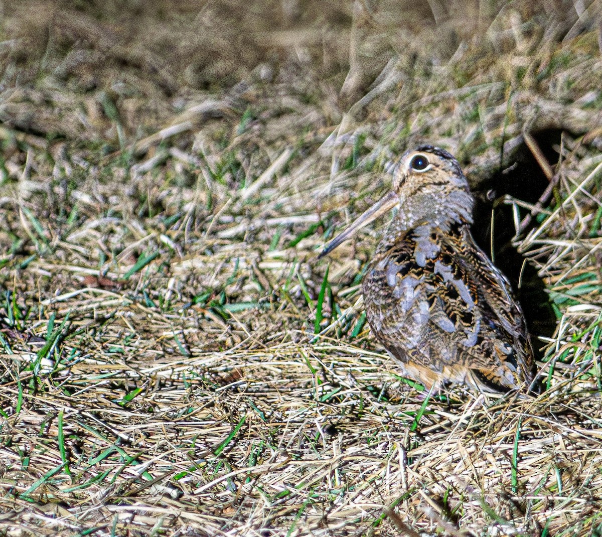 American Woodcock - ML631923172