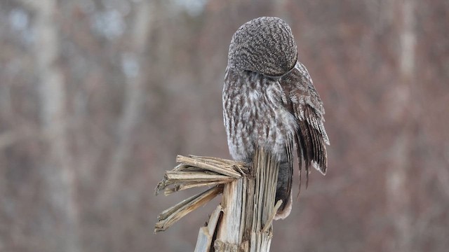 Great Gray Owl - ML631923181