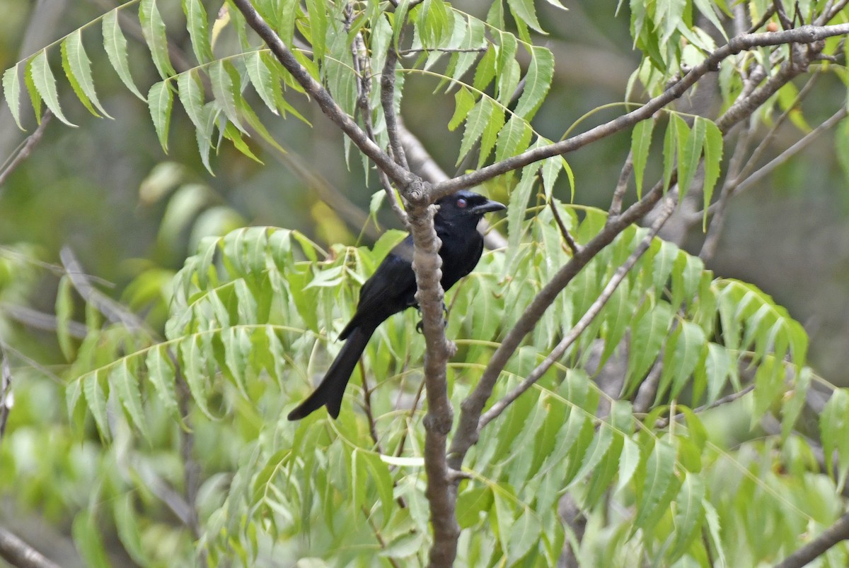 Fork-tailed Drongo (Glossy-backed) - ML631923225