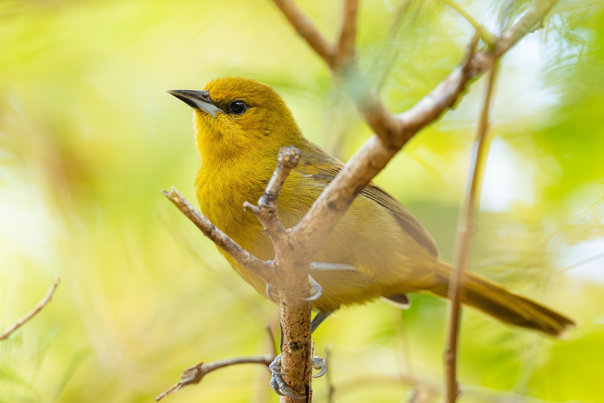 Montserrat Oriole - ML631923377