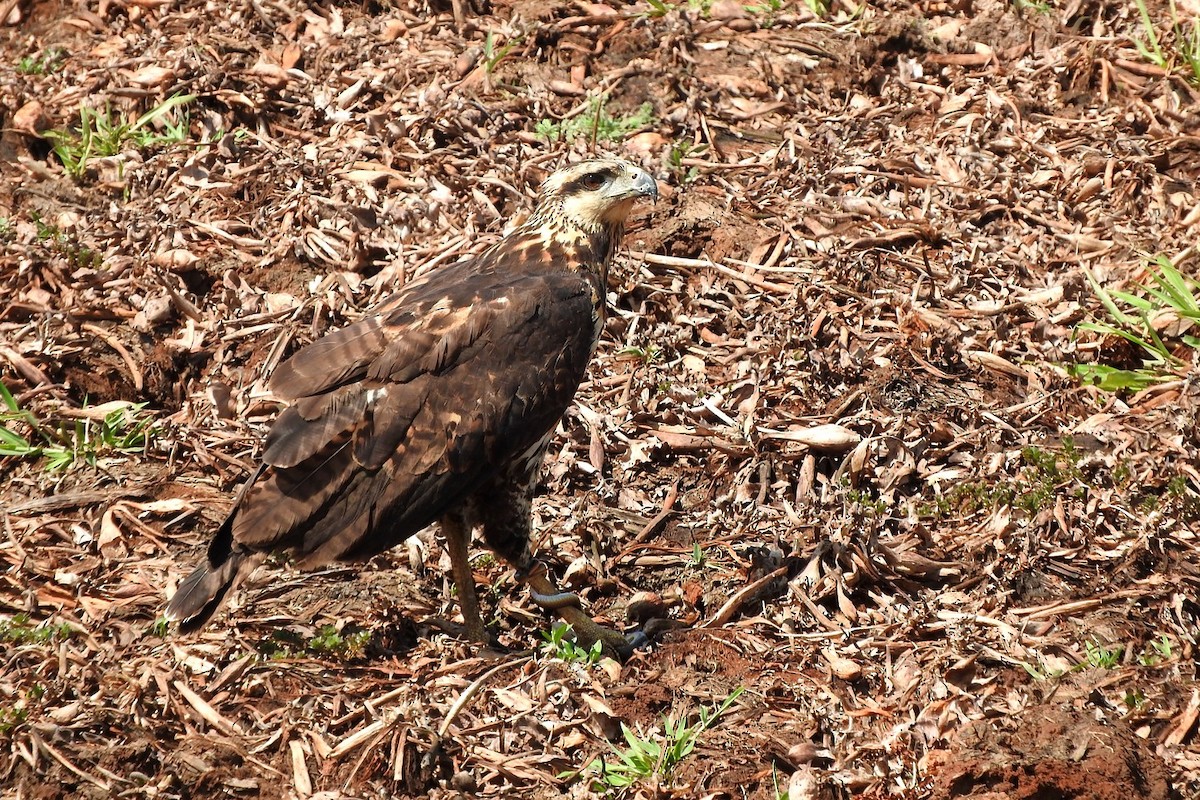 Great Black Hawk - ML631923418