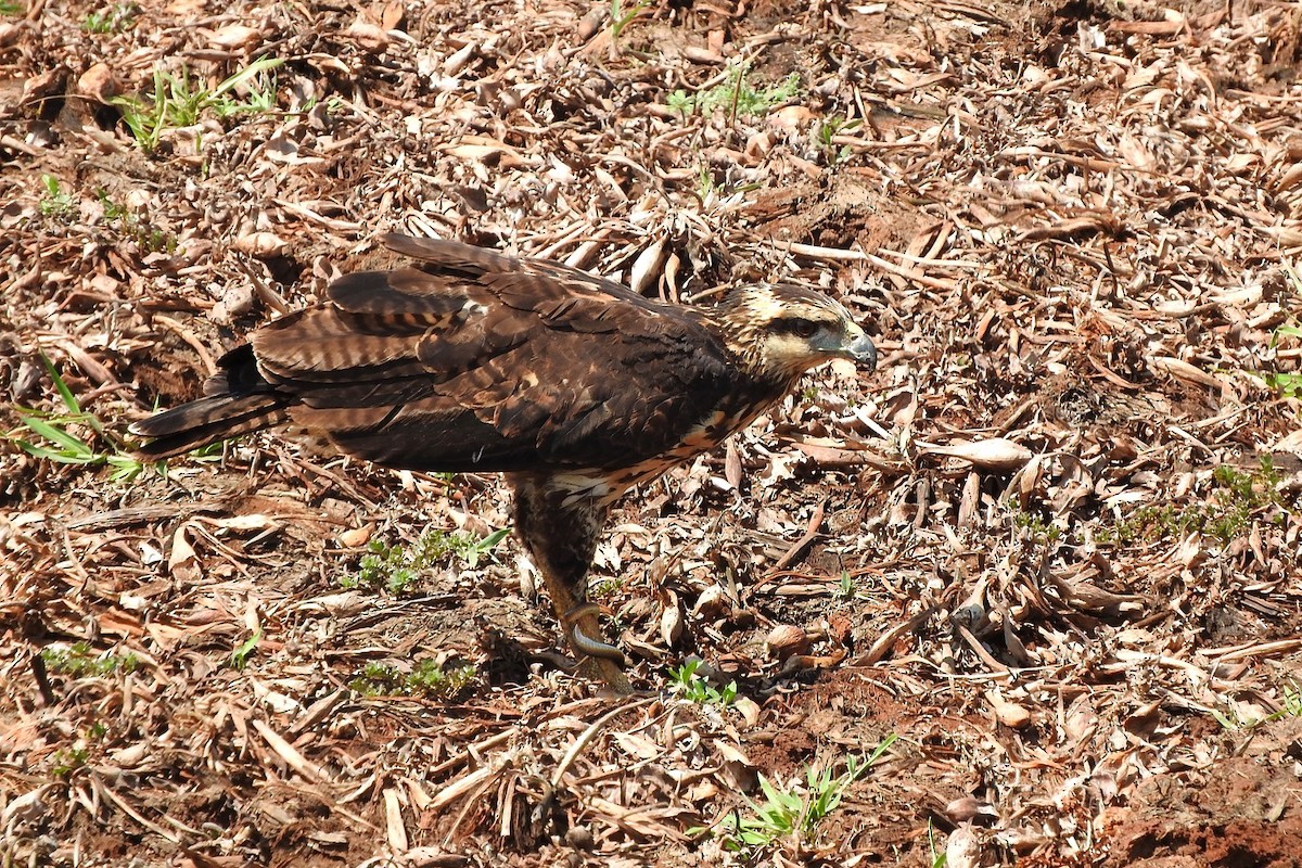 Great Black Hawk - ML631923419