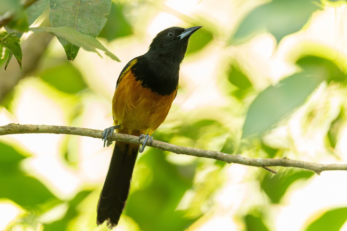 Montserrat Oriole - ML631923444