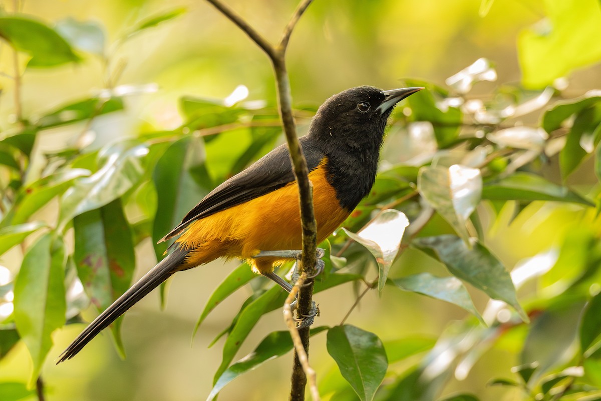 Montserrat Oriole - ML631923445