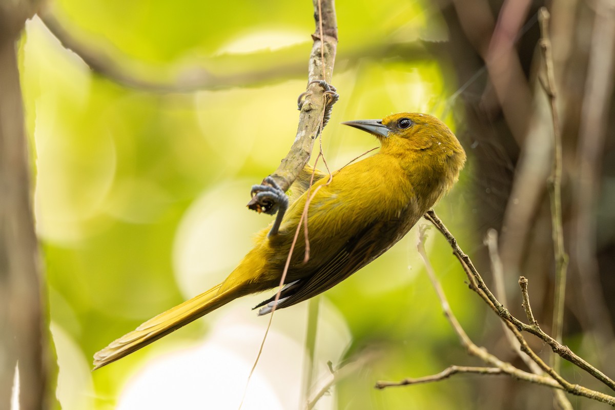 Montserrat Oriole - ML631923446