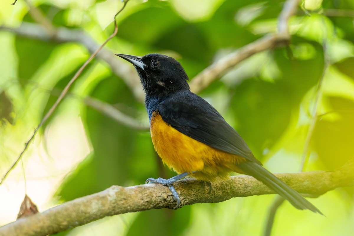 Montserrat Oriole - ML631923447