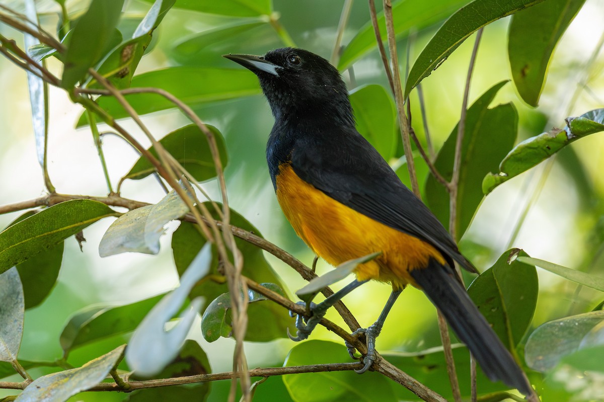 Montserrat Oriole - ML631923448
