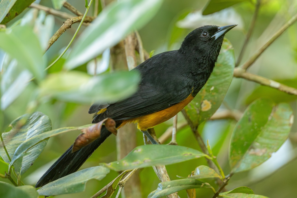 Montserrat Oriole - ML631923449