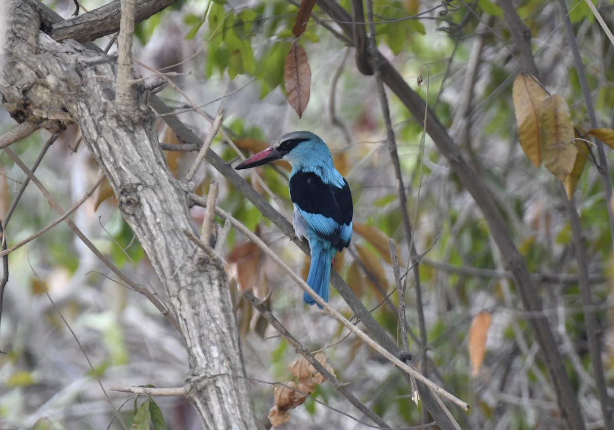 Blue-breasted Kingfisher - ML631923489