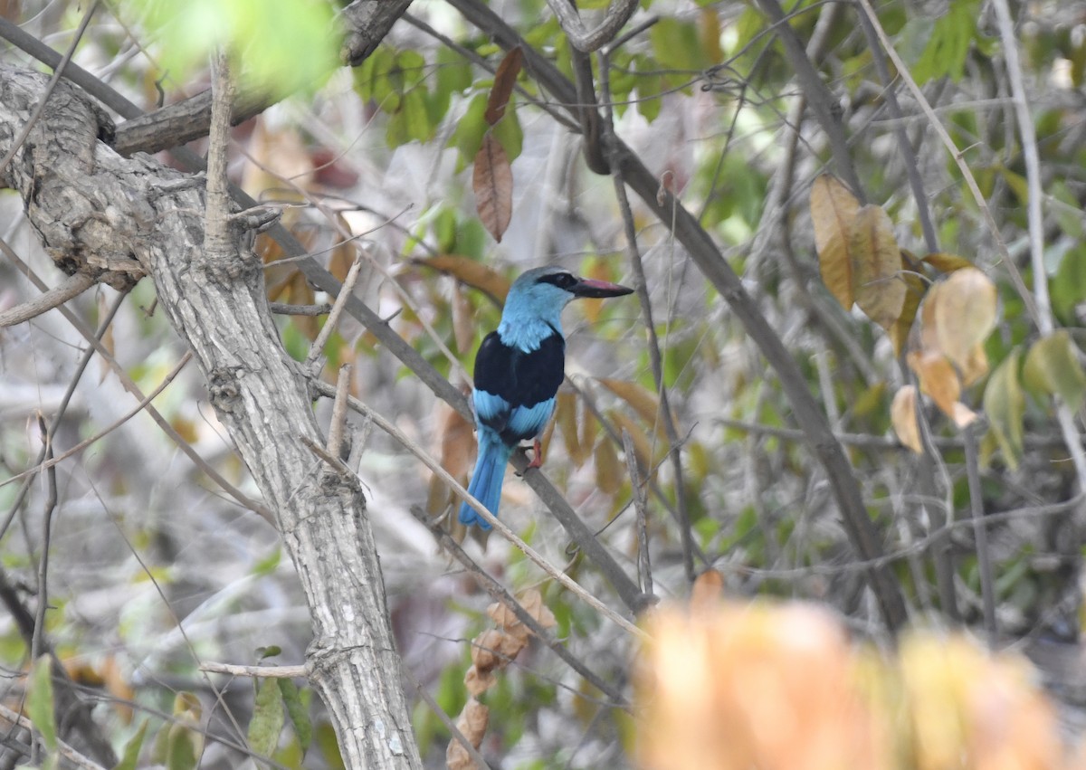 Blue-breasted Kingfisher - ML631923490