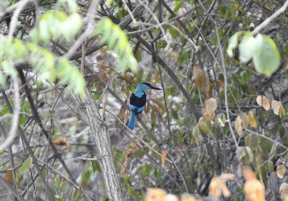 Blue-breasted Kingfisher - ML631923491