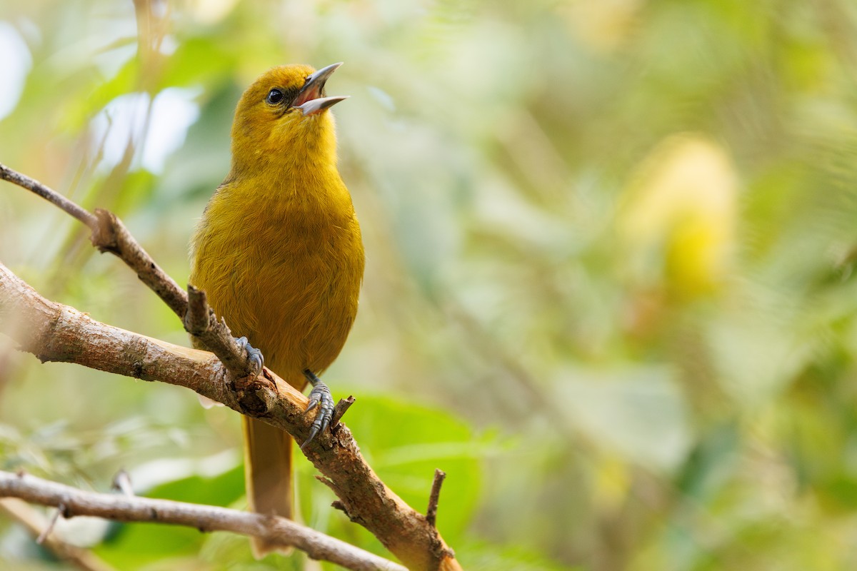Montserrat Oriole - ML631923495