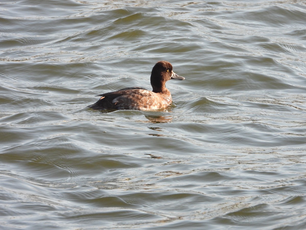 Lesser Scaup - ML631923524