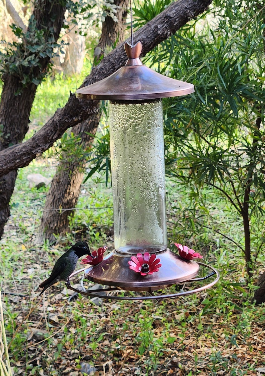Anna's Hummingbird - ML631923548