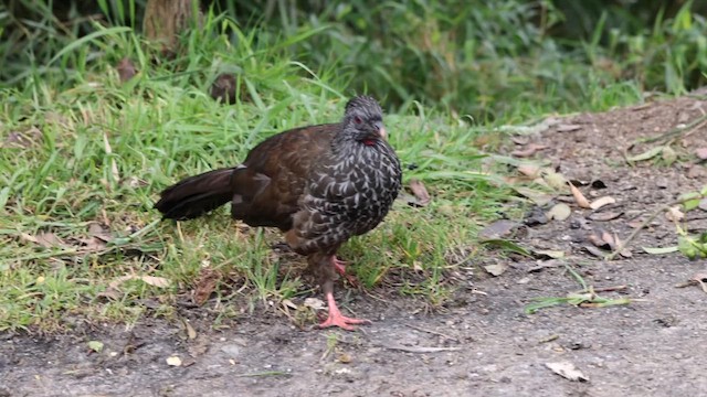 Andean Guan - ML631923565