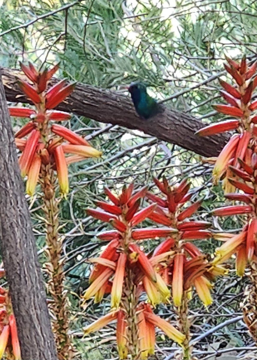 Broad-billed Hummingbird - ML631923582
