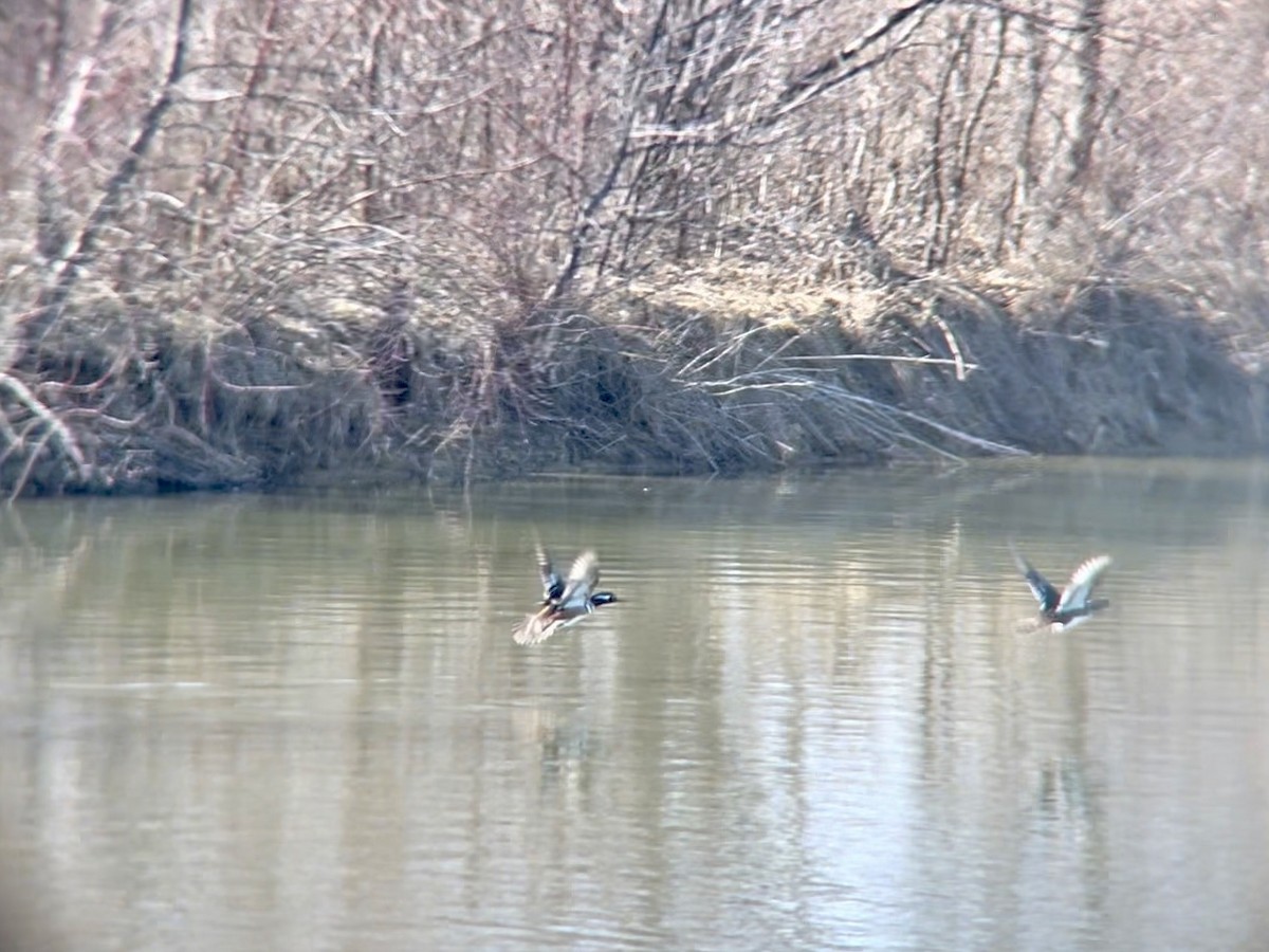 Hooded Merganser - ML631923598