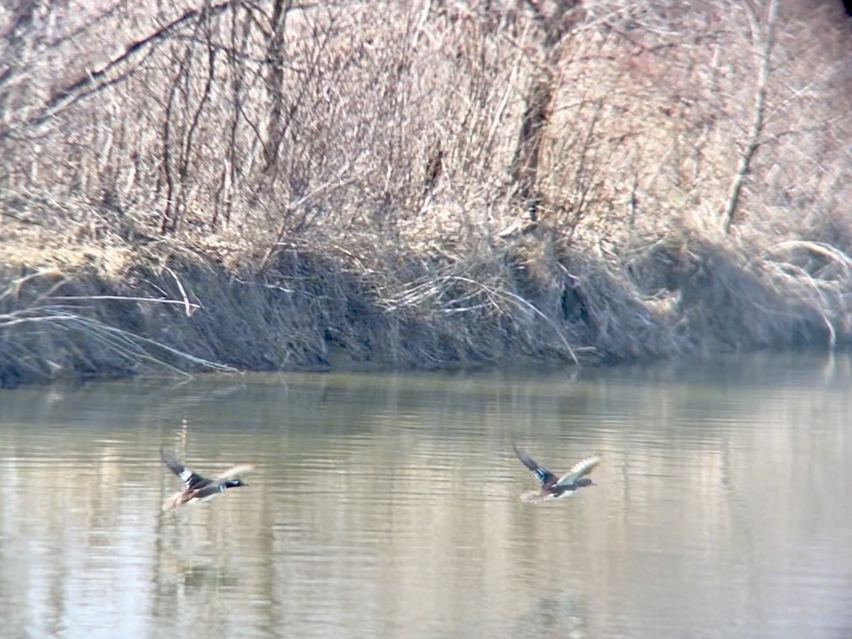 Hooded Merganser - ML631923599