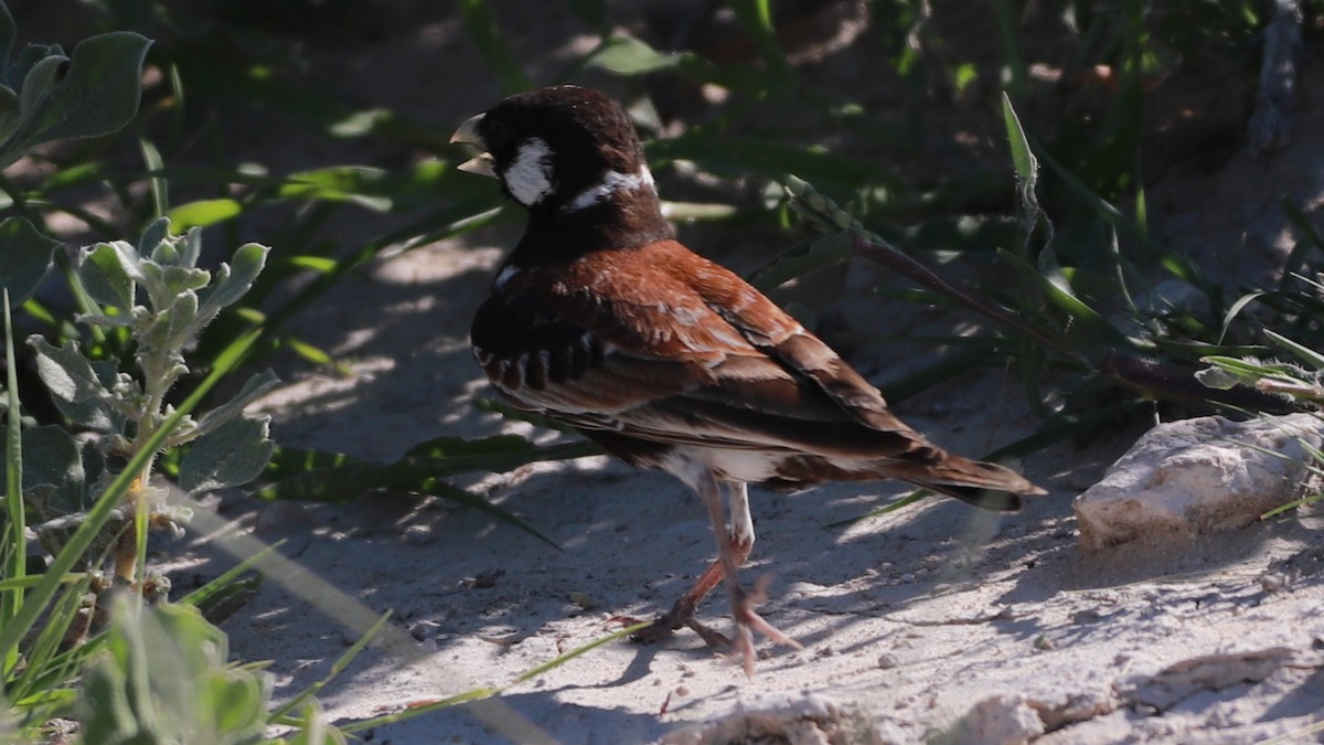 Chestnut-backed Sparrow-Lark - ML631923628