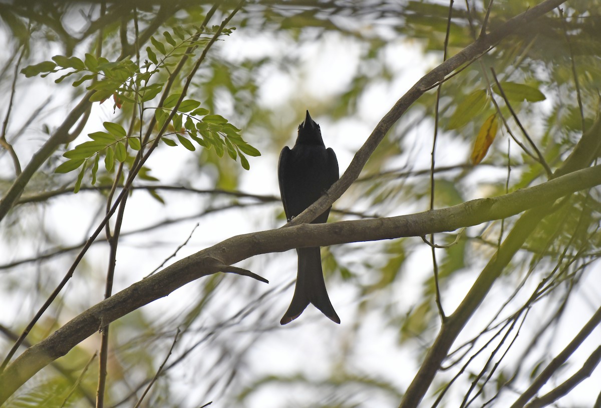 Fork-tailed Drongo (Glossy-backed) - ML631923652