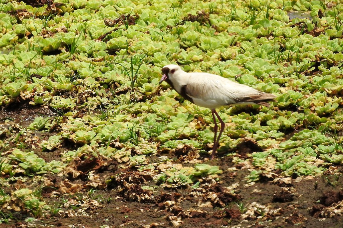 Southern Lapwing - ML631923825