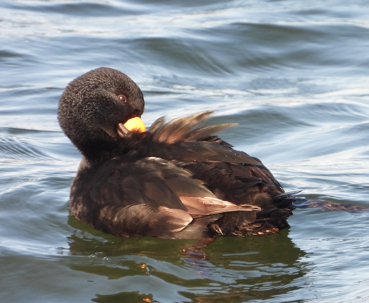 Black Scoter - ML631923869