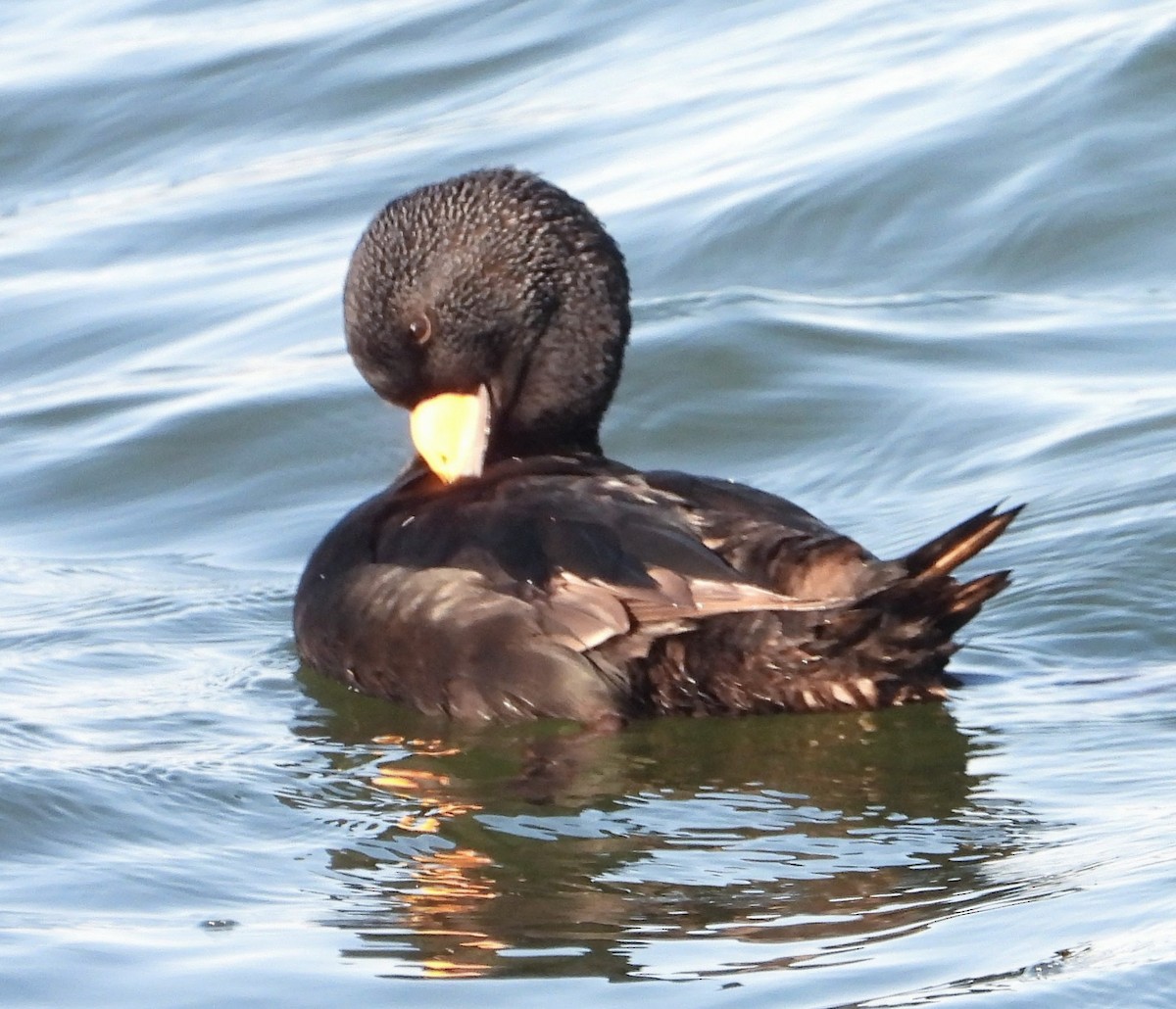 Black Scoter - ML631923870