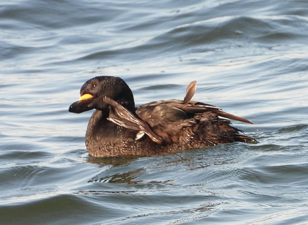 Black Scoter - ML631923871