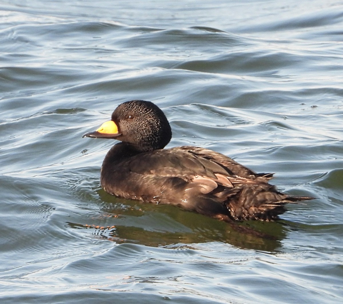 Black Scoter - ML631923872