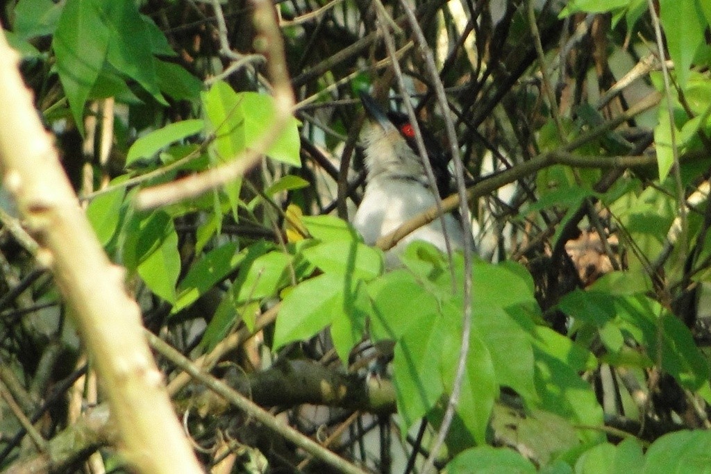 Great Antshrike - ML63192401