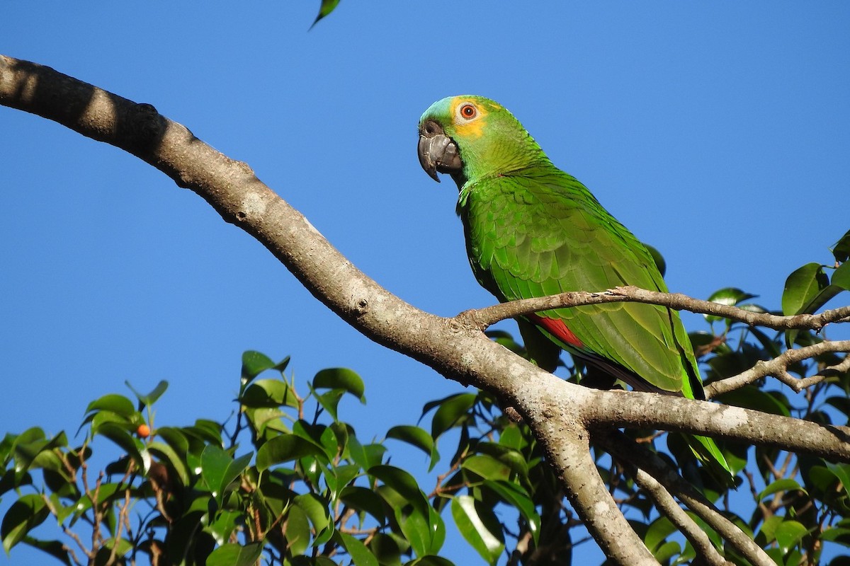 Turquoise-fronted Amazon - ML631924012
