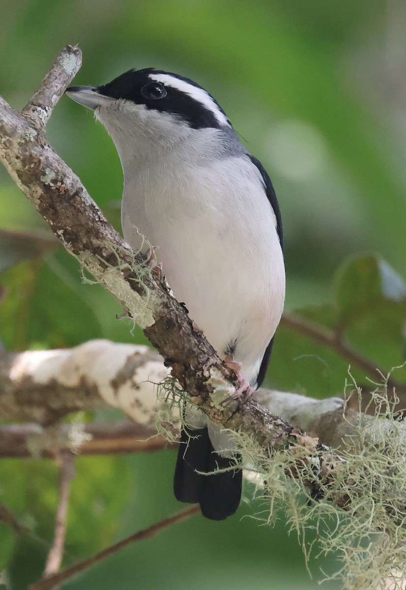 White-browed Shrike-Babbler - ML631924136