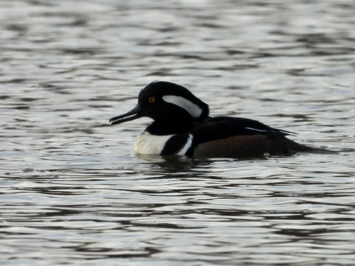 Hooded Merganser - ML631924263