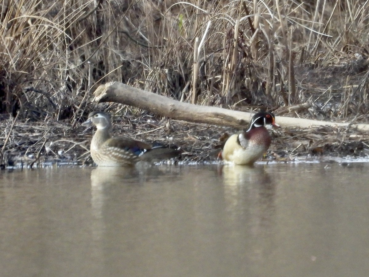 Wood Duck - ML631924396
