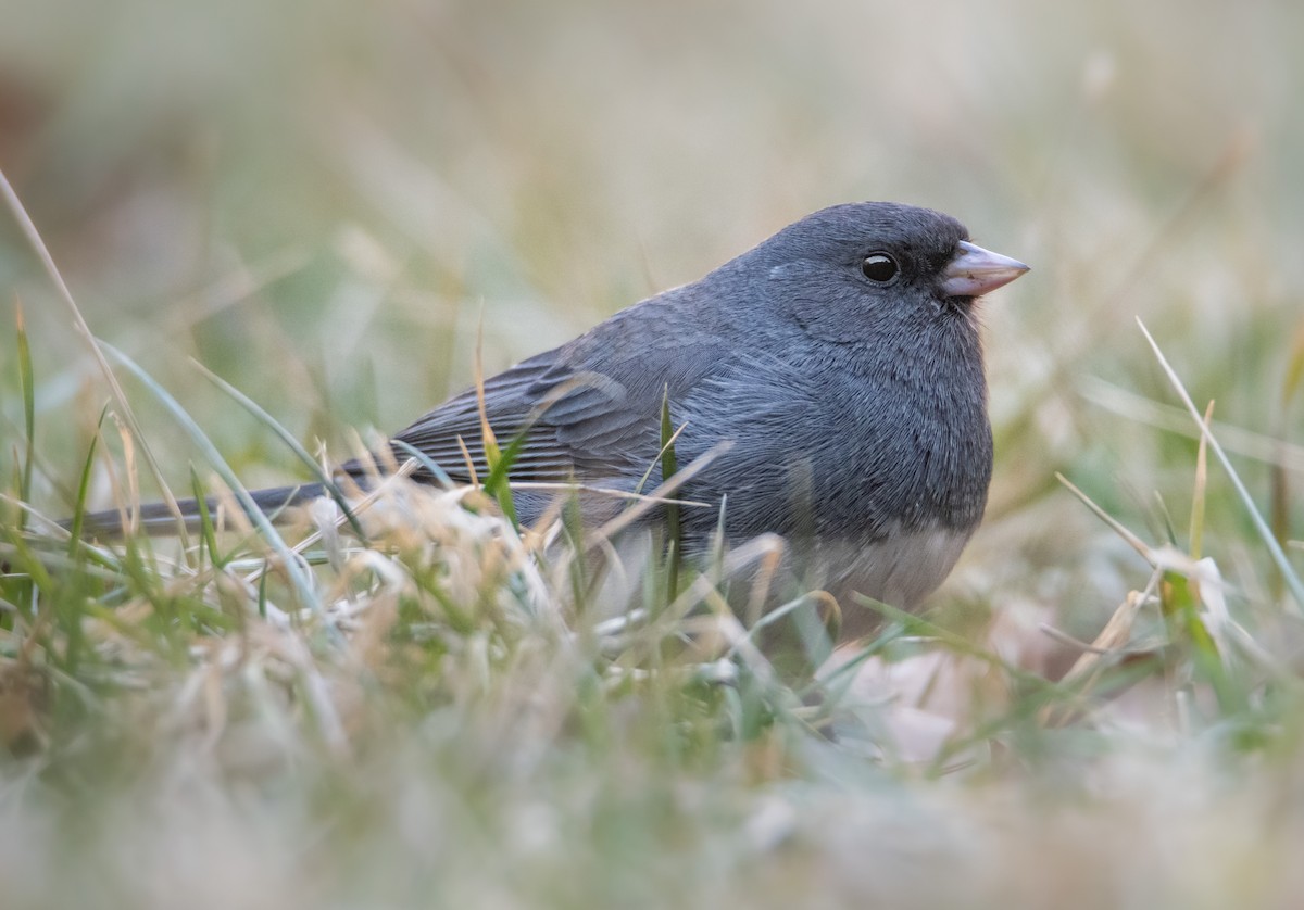 Dark-eyed Junco - ML631924531
